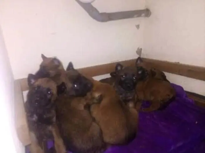 كلاب مالينوا للحراسة