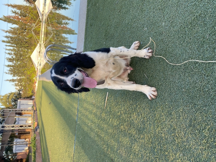 Coker spanial anglais