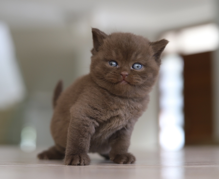 Chatons british chocolats / choco bicolores et fawn bicolores