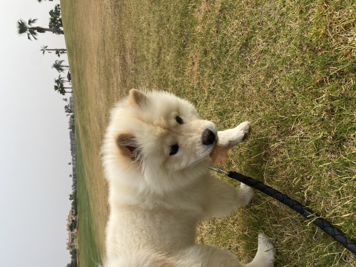 chowchow pure race vacciné et vermifugé