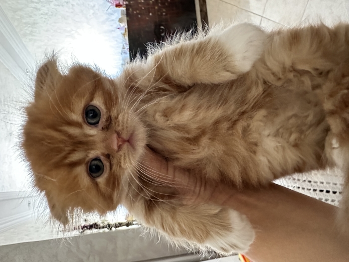 Chatons scotich fold x persan 2 mois a vendre
