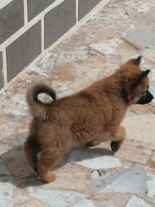 Berger allemand marron poil long