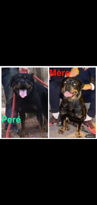 1 mal 3femmel avendre