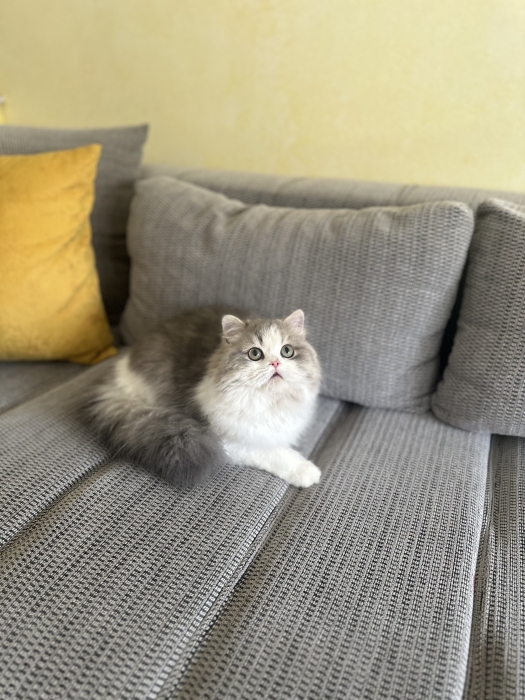 Chaton Scottish straight highland