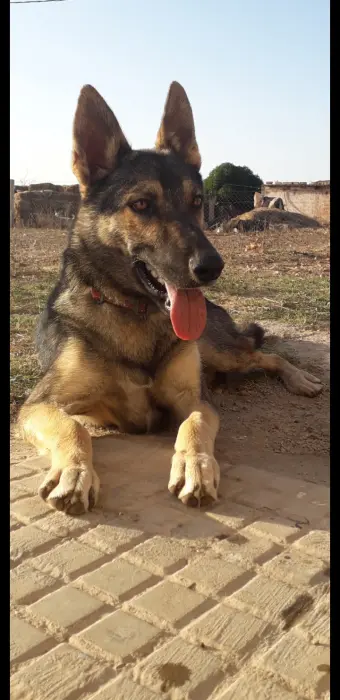 Husky croisé berger allemand