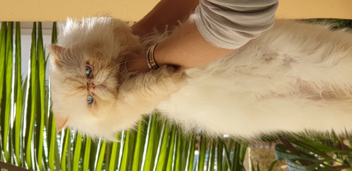 chat persan pure race Mâle