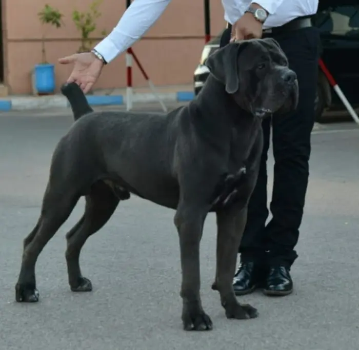 CHIOT CANE CORSO DESCENDANTS DU CHAMPION DU MONDE