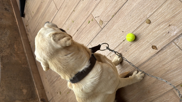 LABRADOR لابرادور