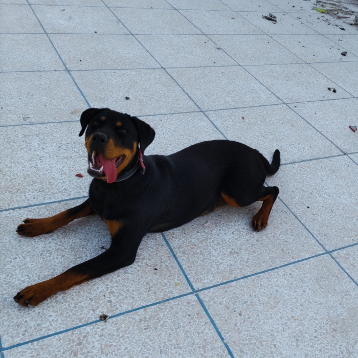 Rottweiler pure race femelle