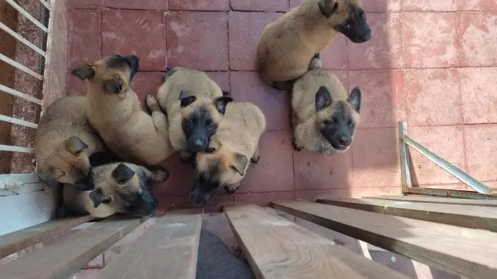 Berger belge malinois