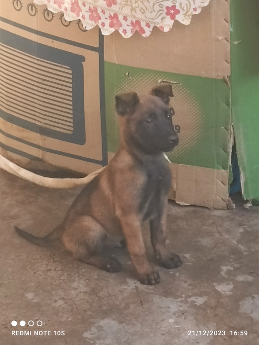 Malinois charbonné