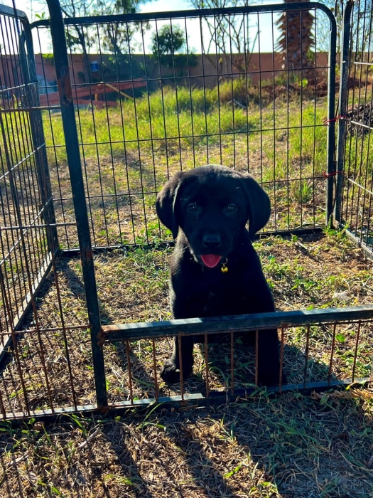Labrador Noir 🐾