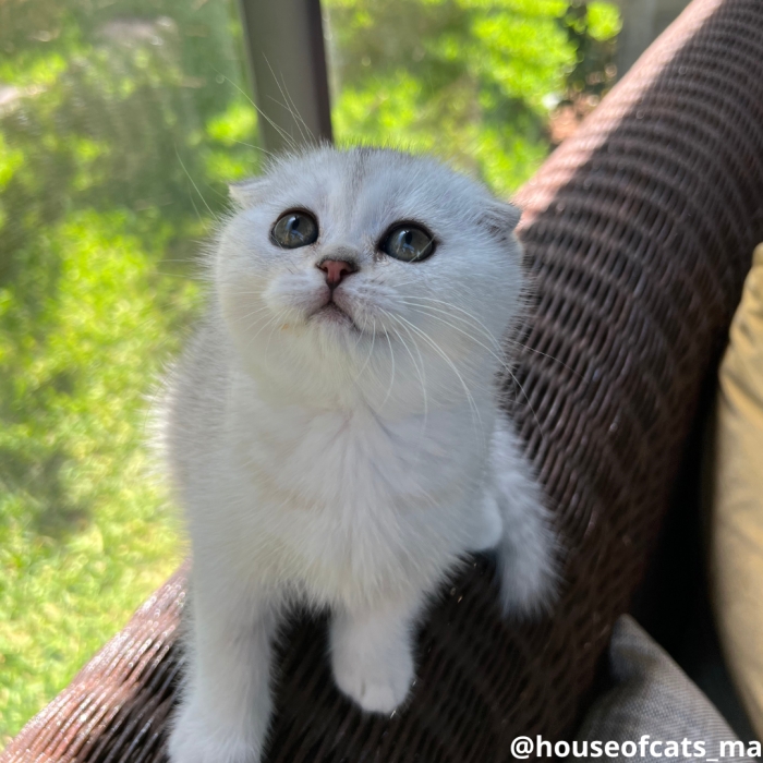 Chatons Scottish straight