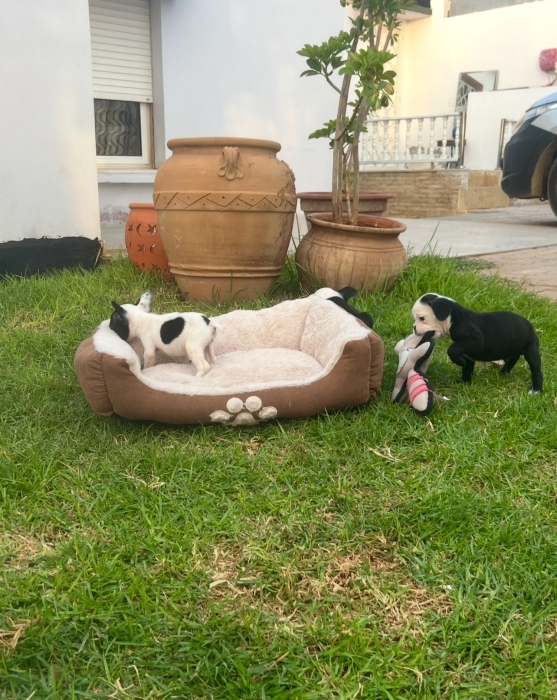 Bulldog Français 🇫🇷