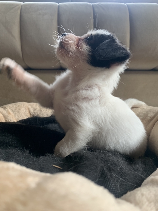 Chienne bichon havanais