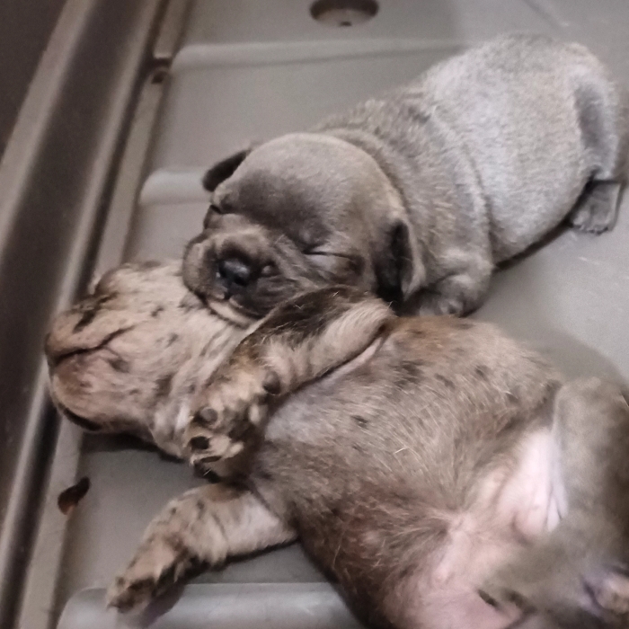 Bouledogue français exotique