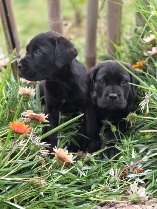 Chiots Cane Corso noir bringé