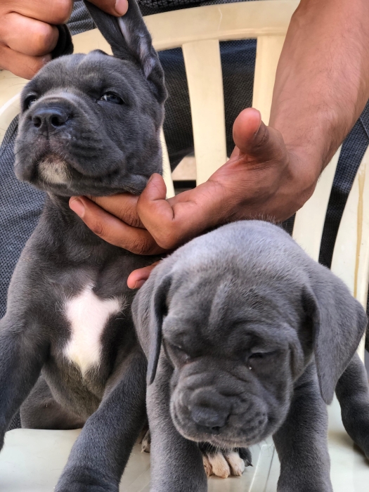 Chiots cane corso bleu avec yeux bleu