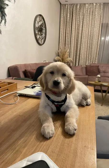 Chiot Golden Retriever