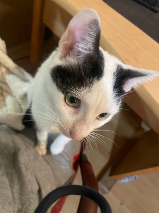 Urgence pour trois chattes adorables en quête d'un foyer temporaire