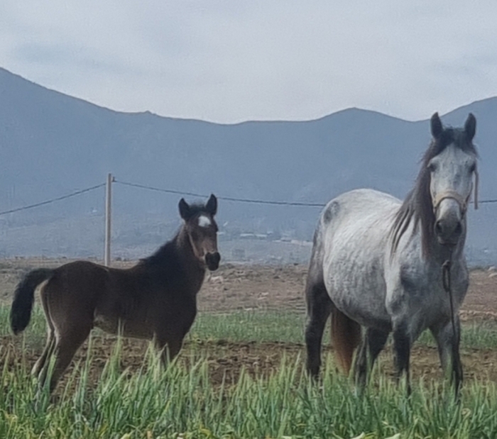 Jument + poulain à vendre