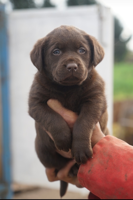 Labrador Chocolat