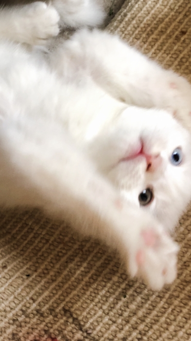 Adorable little kitty