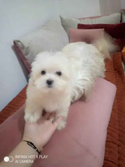 Bichon maltese