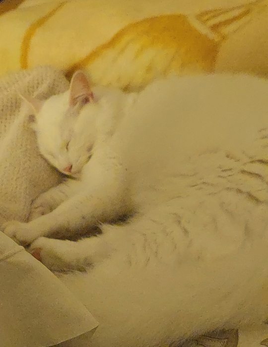 Yuki cherche une famille pour la vie