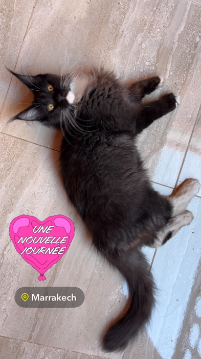 Chaton Maine Coon Black Smoke