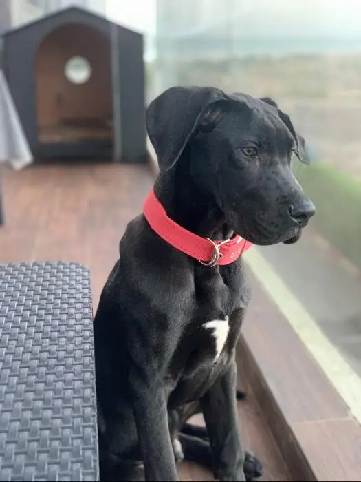 Dogue allemand - Danois