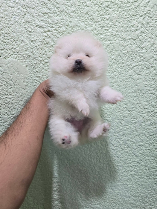 Mâle et femelle spitz pomeranian