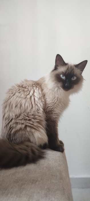 2 chats adultes pour adoption