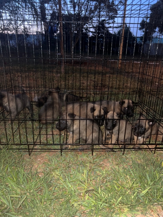 Berger Belge Malinois 🐾