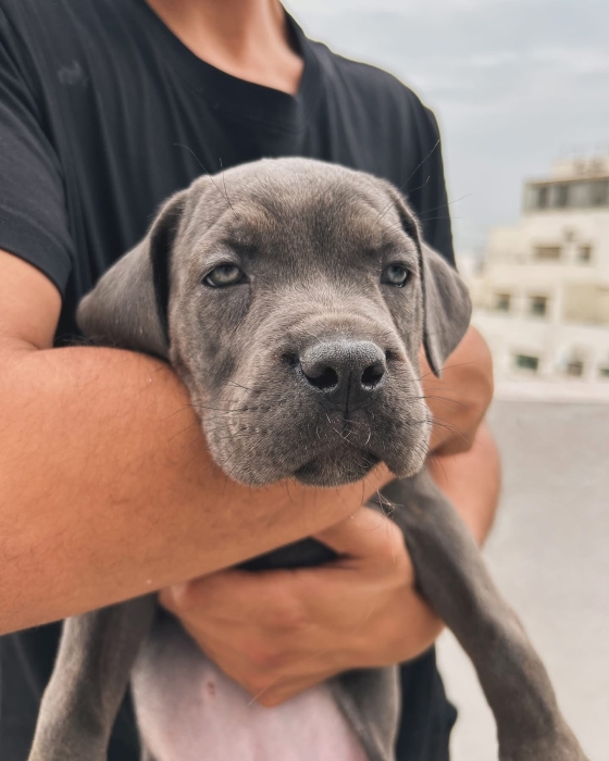 Chiots cane corso 🐾