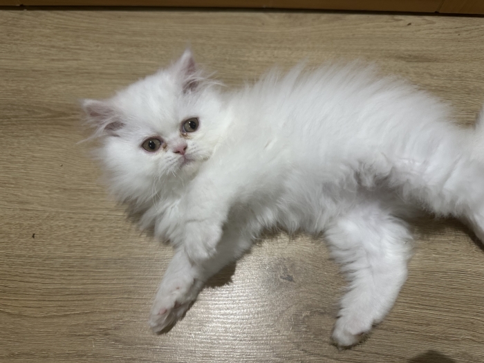 Chatons femelles, persan