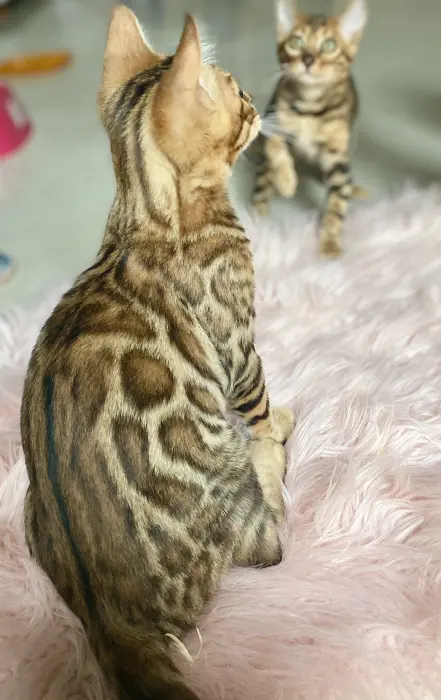 Chatons Bengal avec pedigree