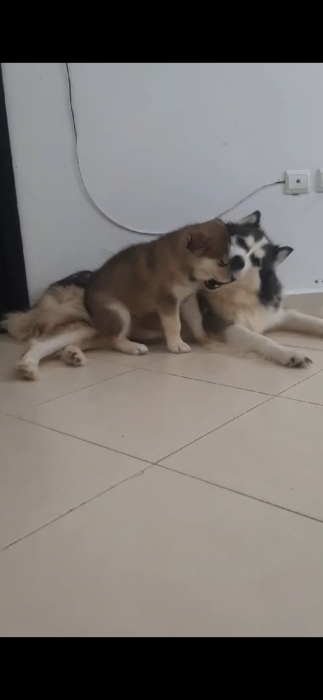 Male puppy Malamute/husky