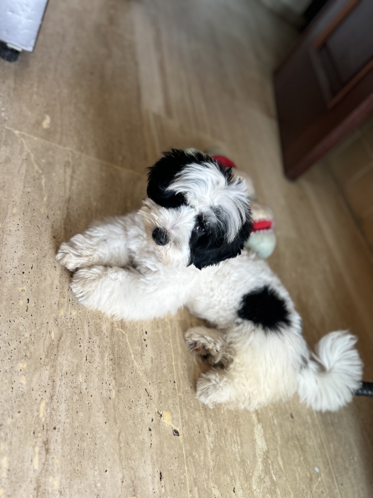 Bichon Havanais mâle – 3 mois et demi
