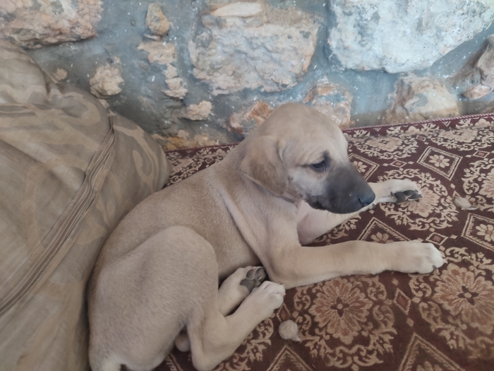 Chiots de Sloughi 2 mois adoption