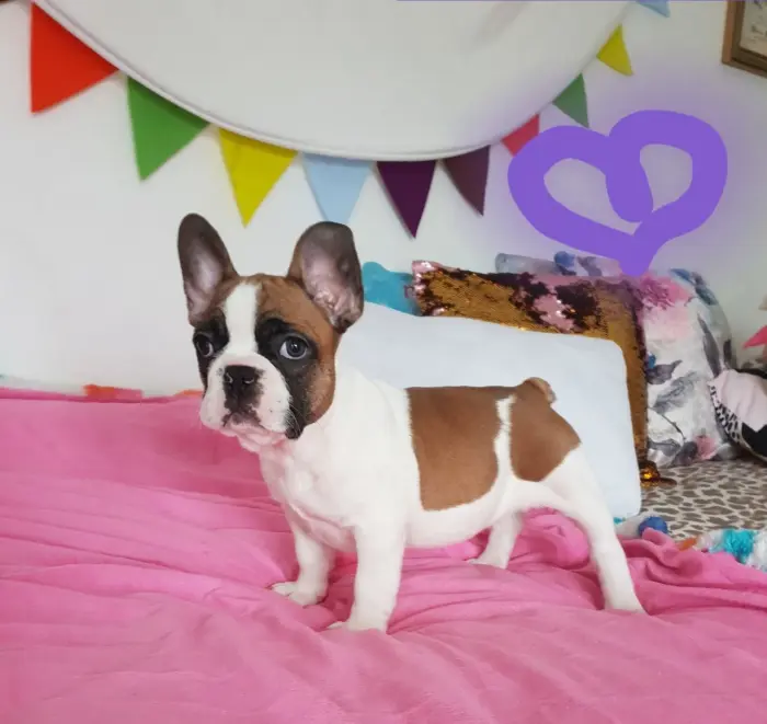 Chiots bouledogues français enregistrés