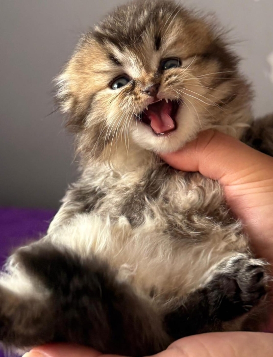 Scottish fold & british & Highland Pedigree