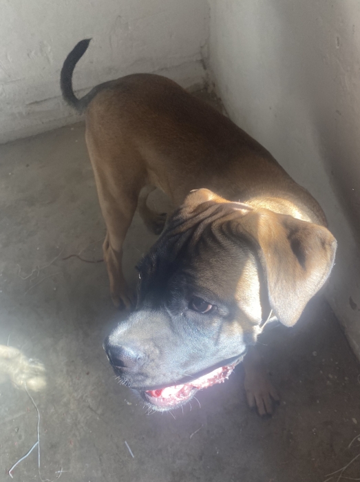 Magnifique chiot Presa Canario mâle à vendre 🐾