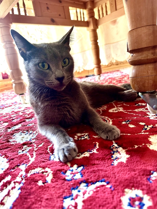 Chat bleu russe à vendre 🐈‍⬛🐈‍⬛ Ville : kenitra :  ↗️ Sexe : féminin ✅   Num: 0626716703 NB: seulement les intéressés