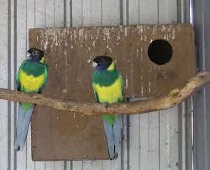 Barnarduis  ou 28 parrots  ou rinh  لينكولين