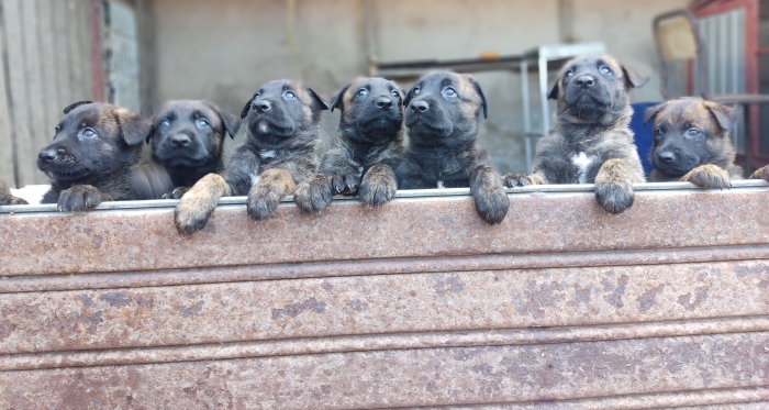 Chiots berger hollandais