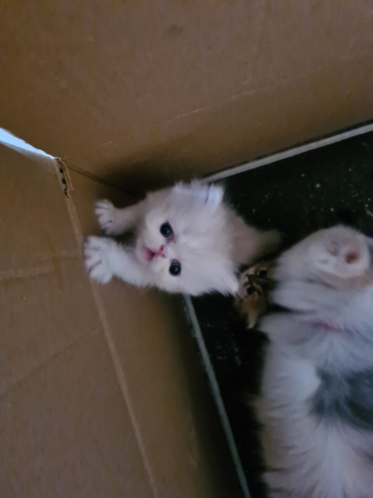 chatons persan pur race