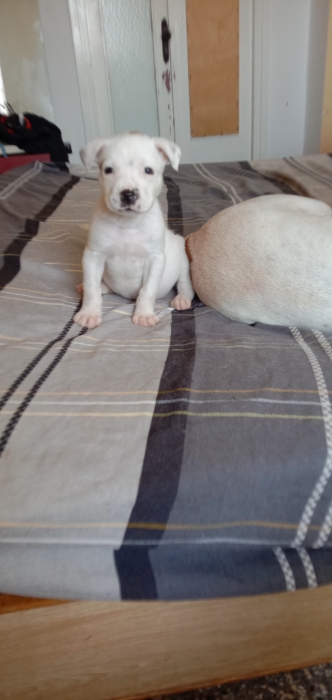 Dog argentin mixt avec staf