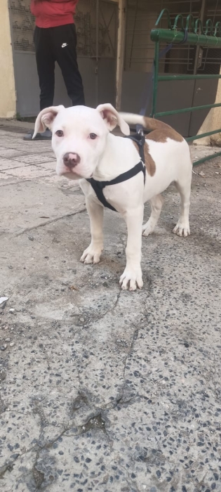 Pittbull de bonne race vacciné