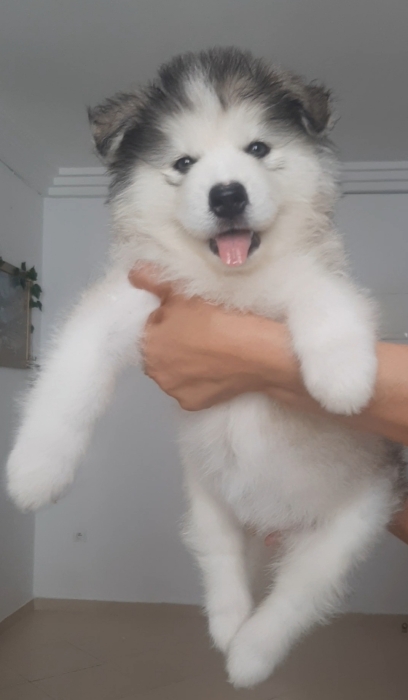 Puppy alaskan malamute